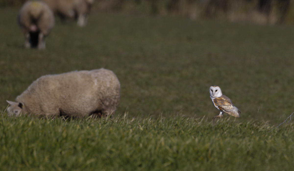 Barn owl suffolk-146.jpg