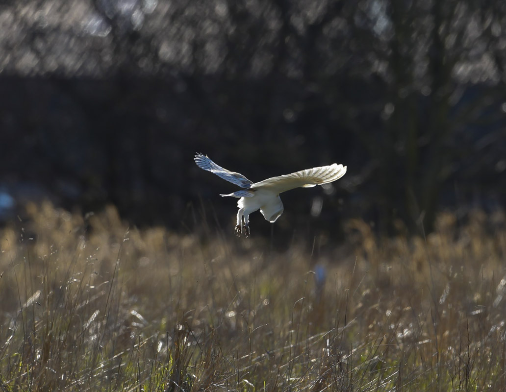 Barn owl suffolk-474.jpg