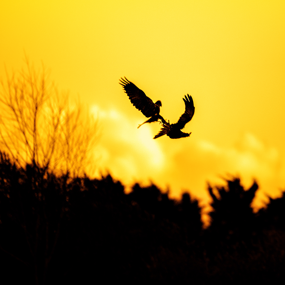 CQ5A9904sm.jpg