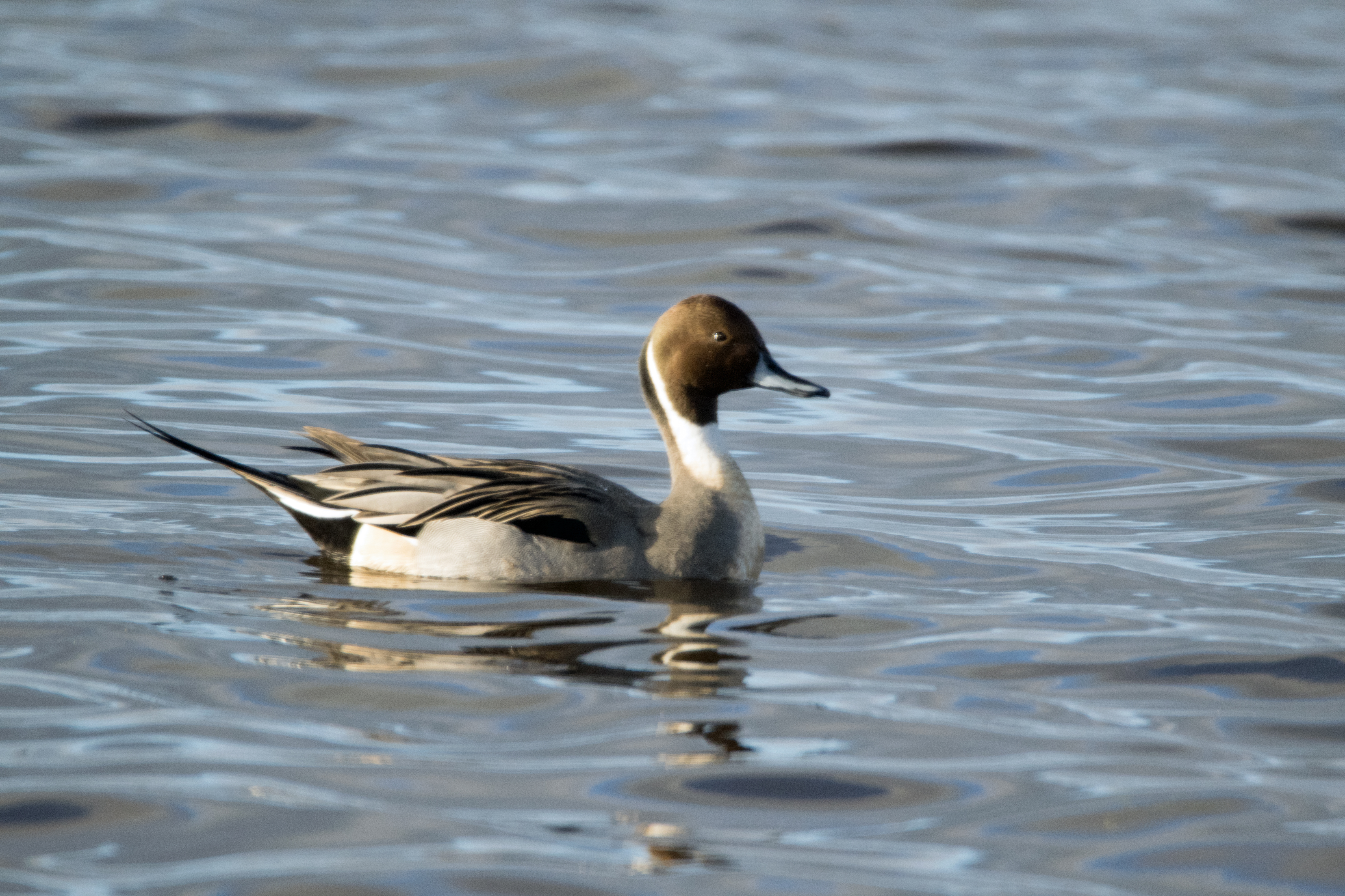 Pintail