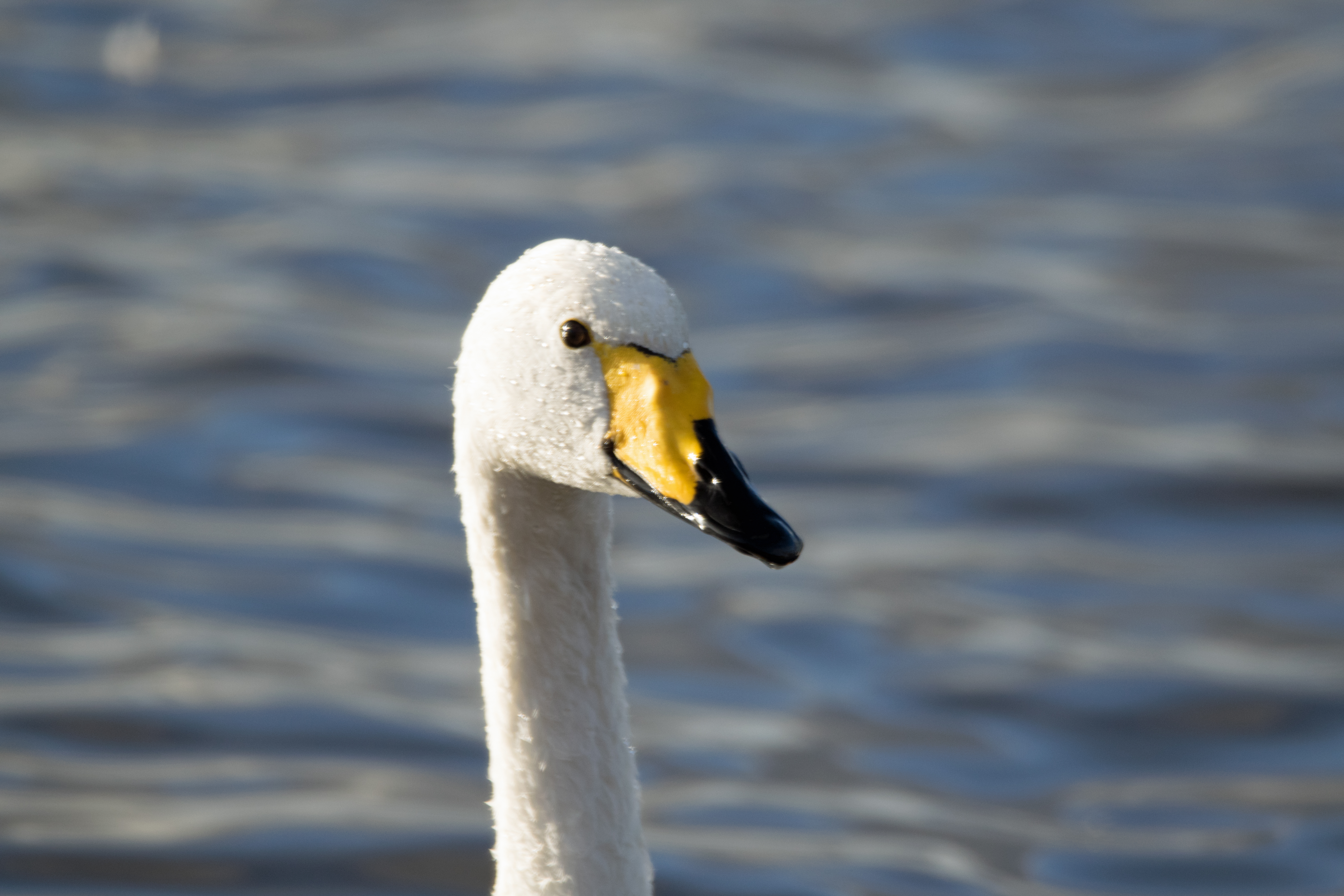 Whooper Swan