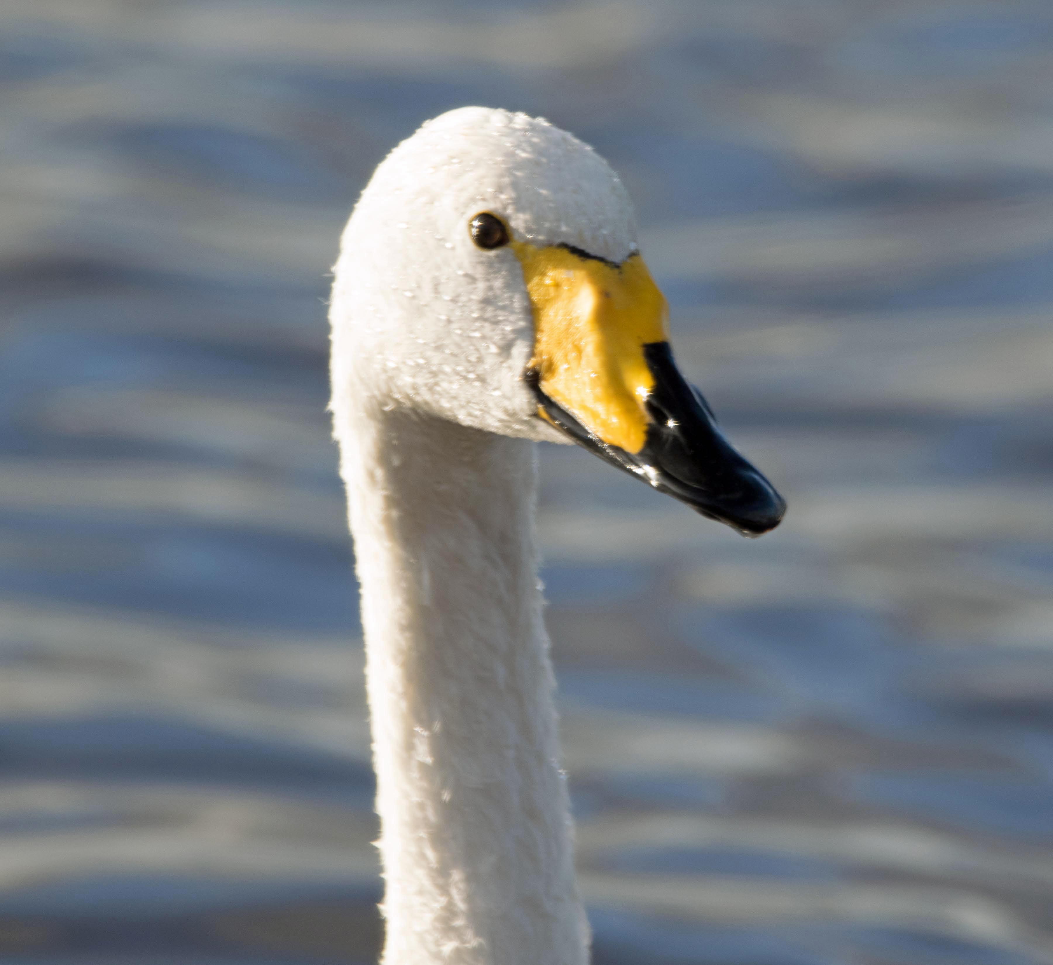 Whooper.jpg