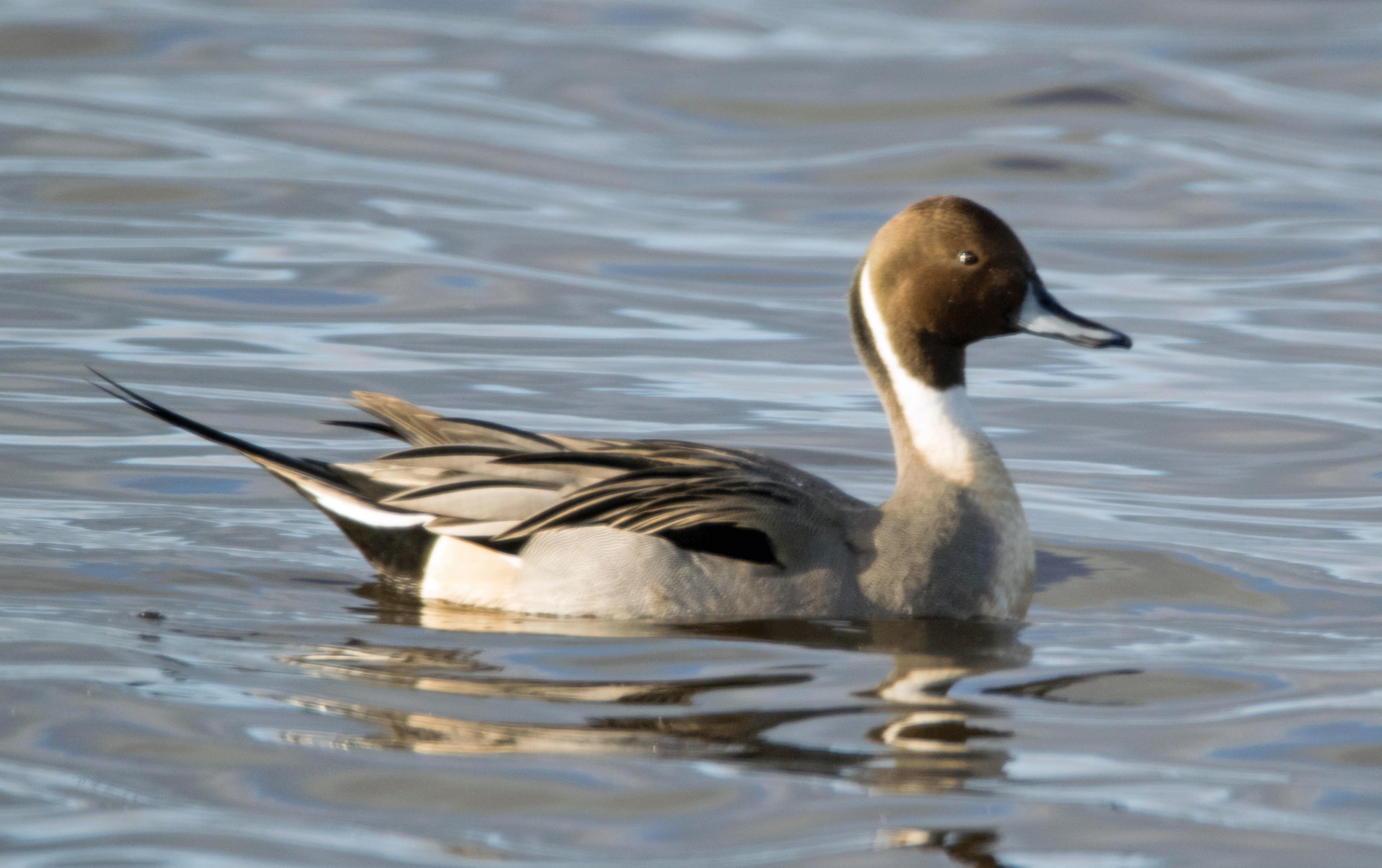 Pintail.jpg