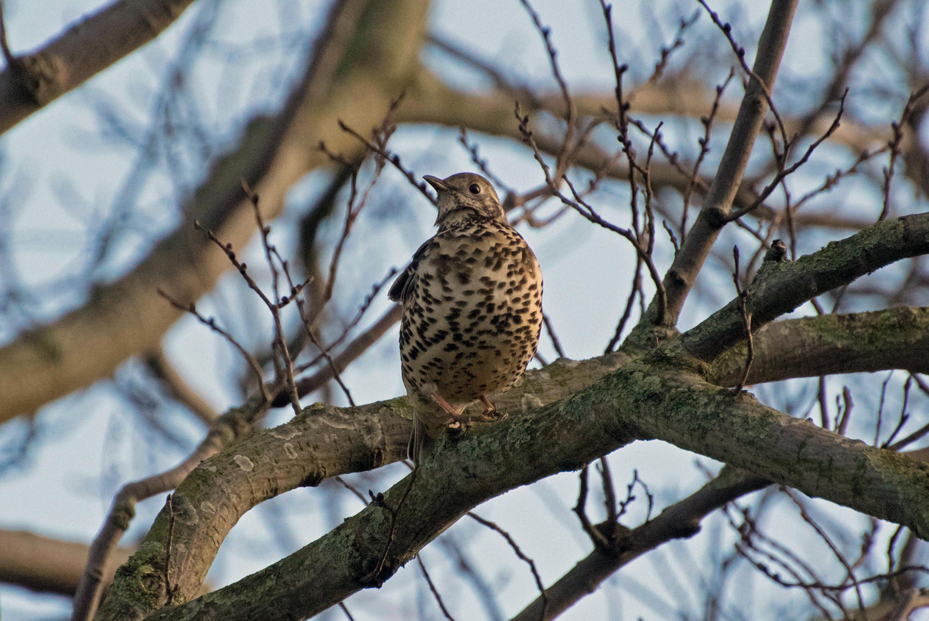 Song Thrush.jpg