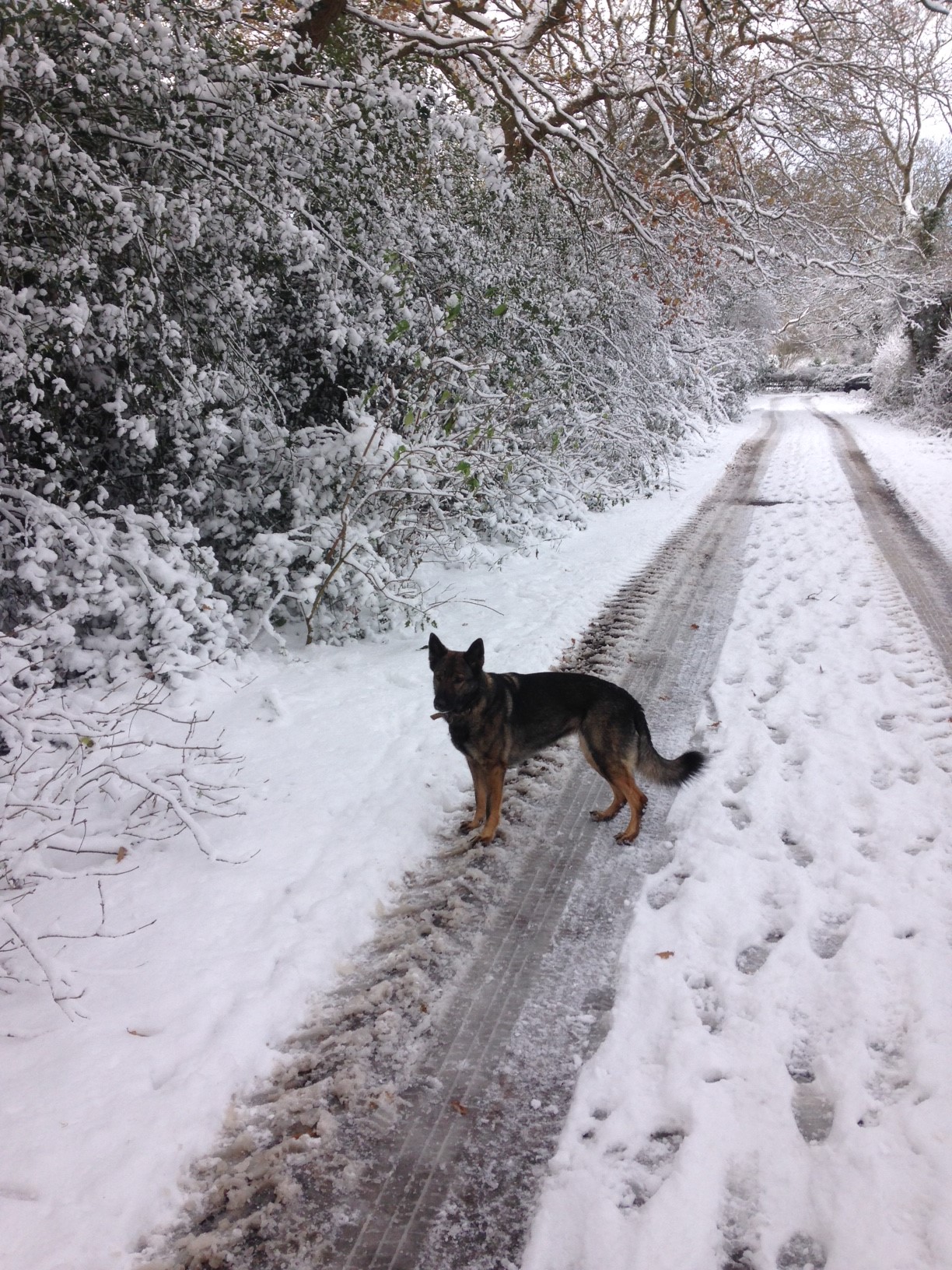 snow2.jpg