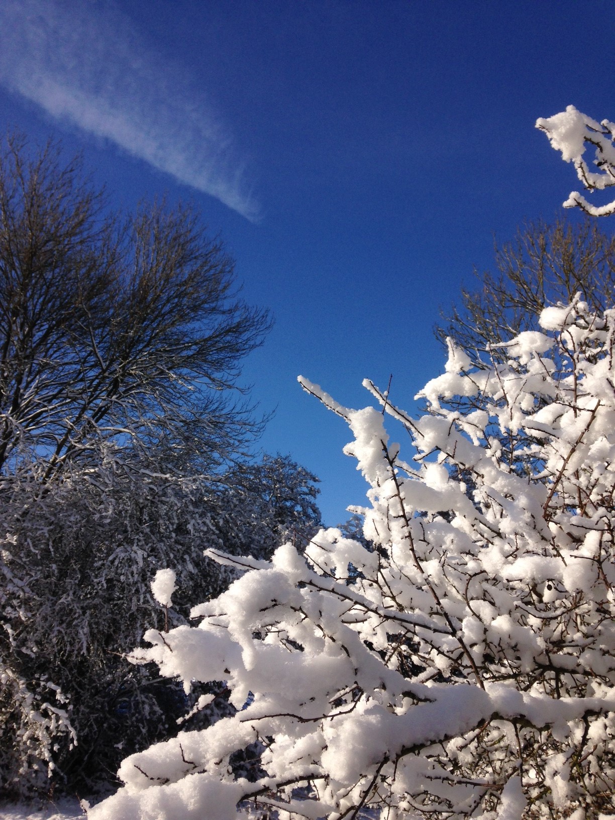 snow3.jpg