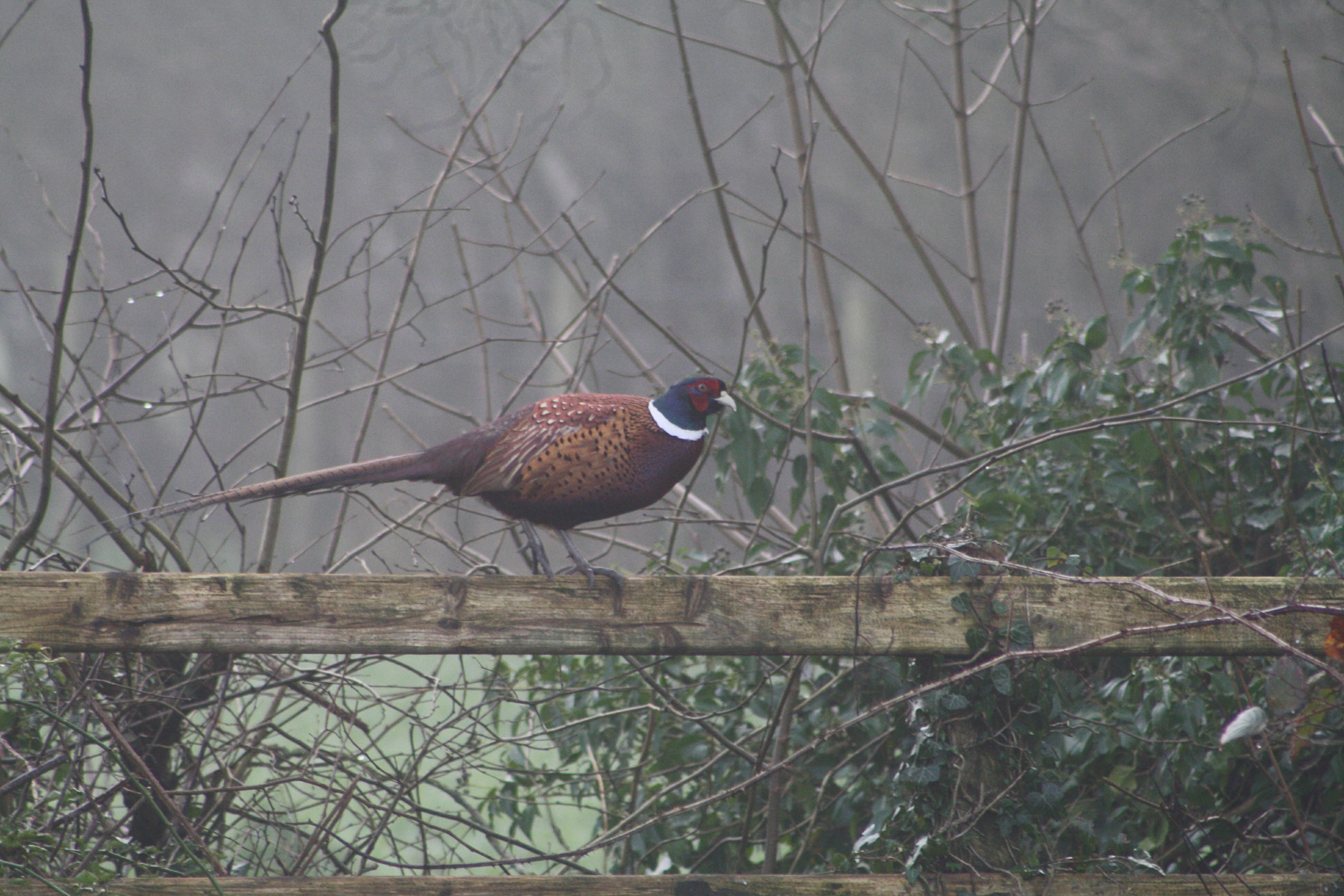 Garden visitor