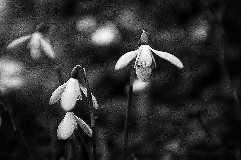Snow Drops sharp-01.jpeg