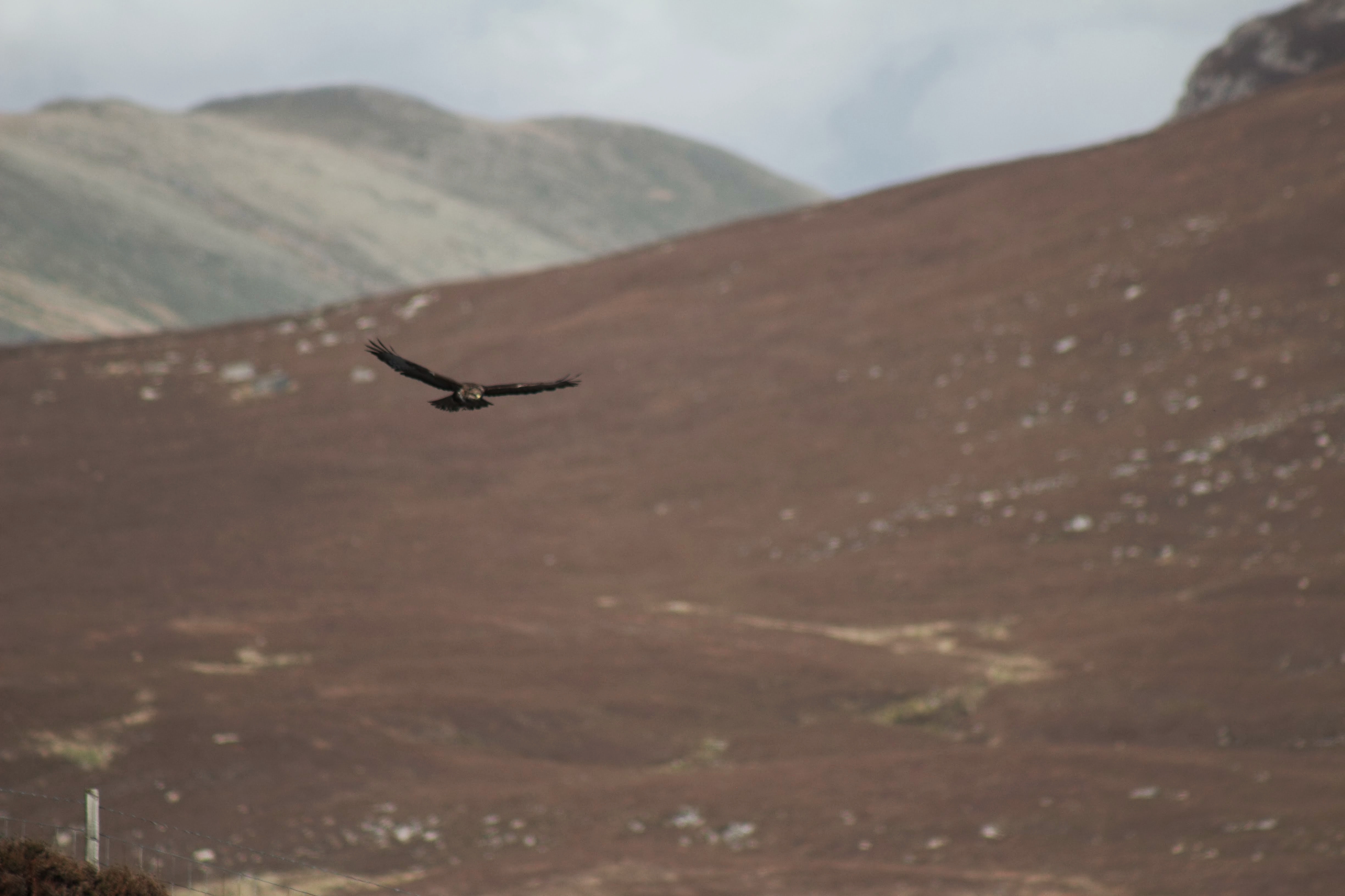 IMG_1579-01.jpeg
