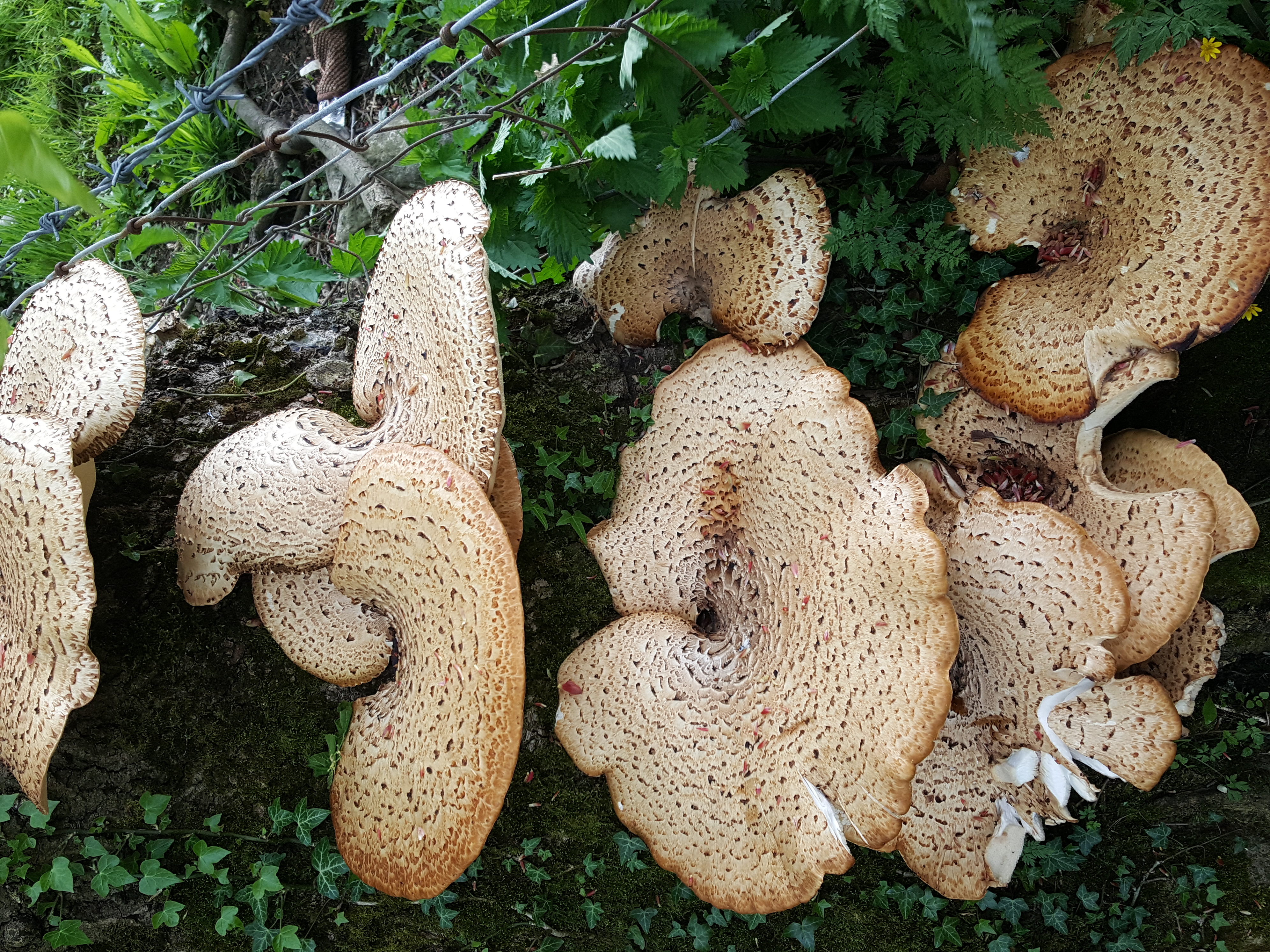 20180511_084958.jpg