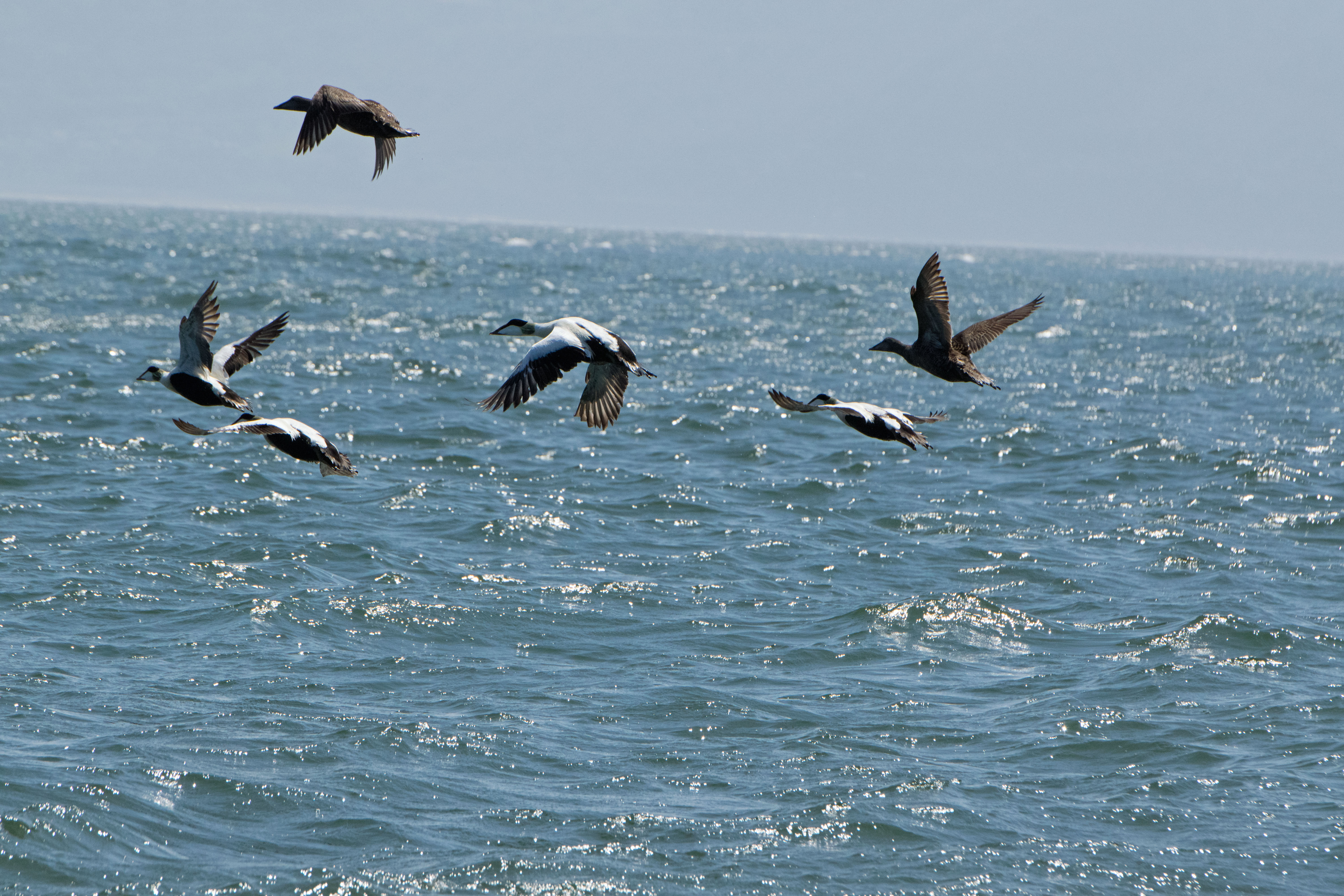 Eider Ducks in the Irish Sea