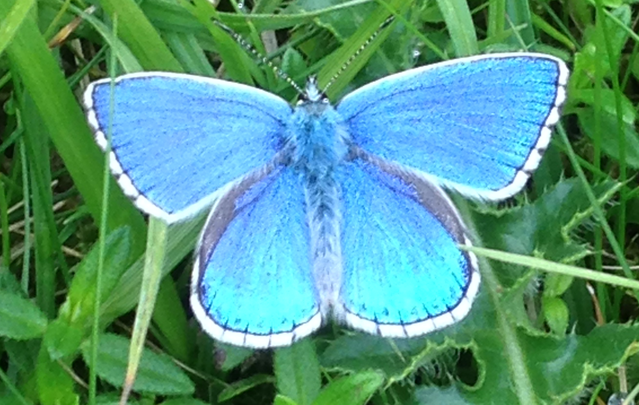 adonisblue.JPG