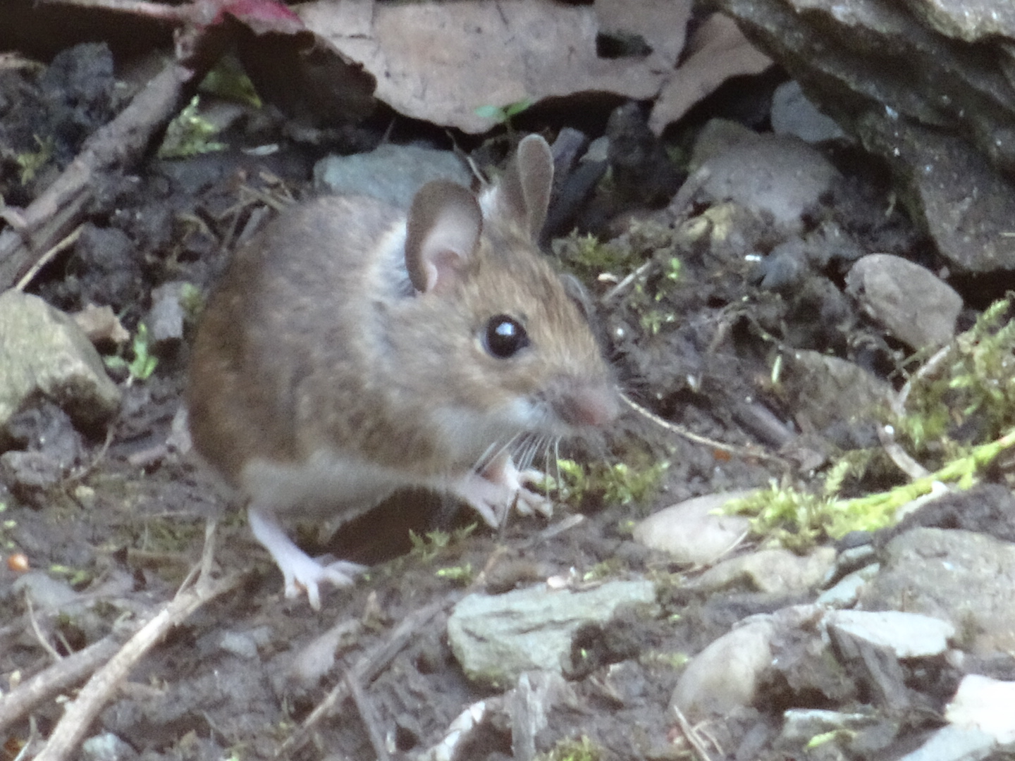 DSC02595.JPG