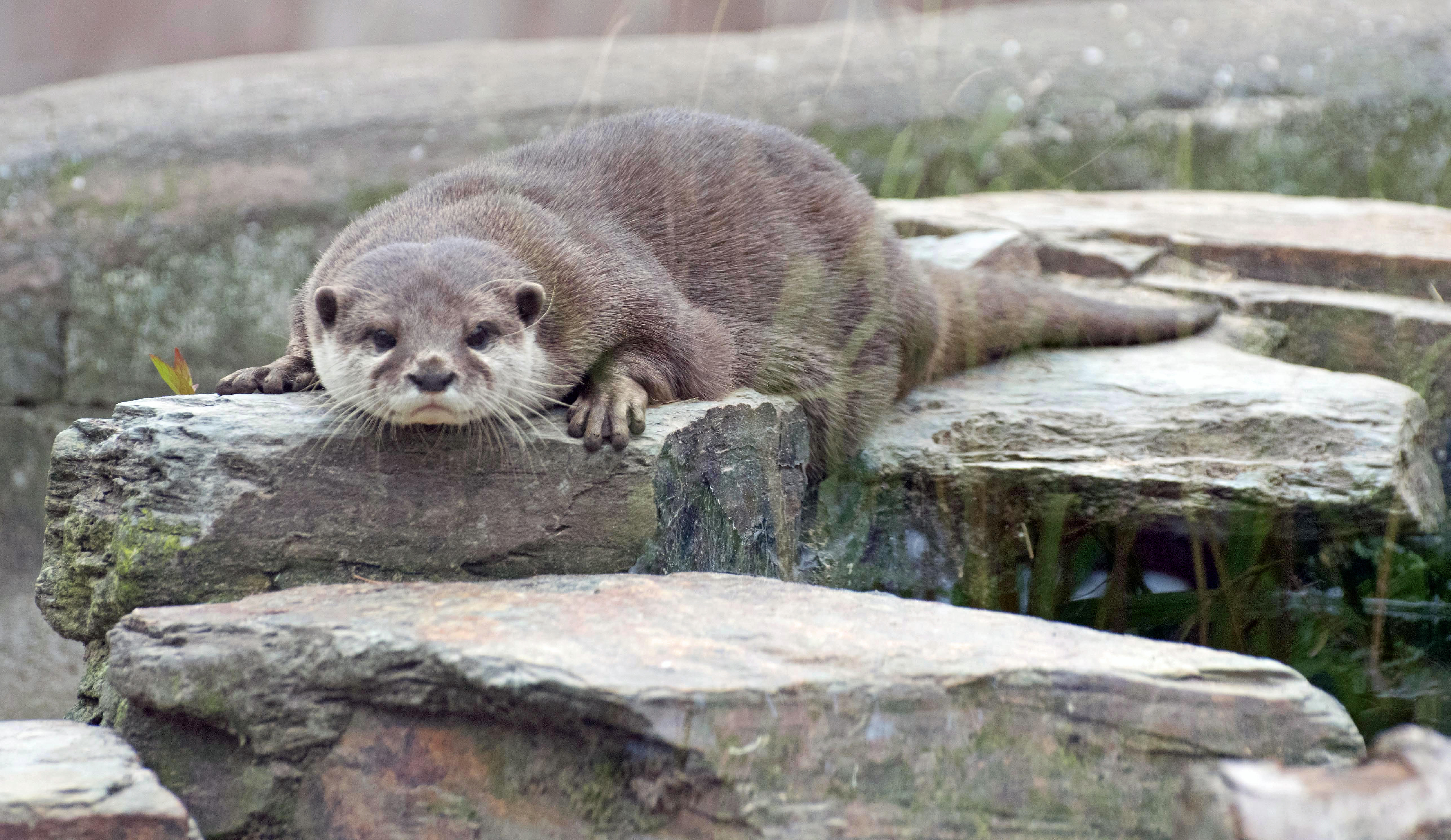 Asian Otter.jpg