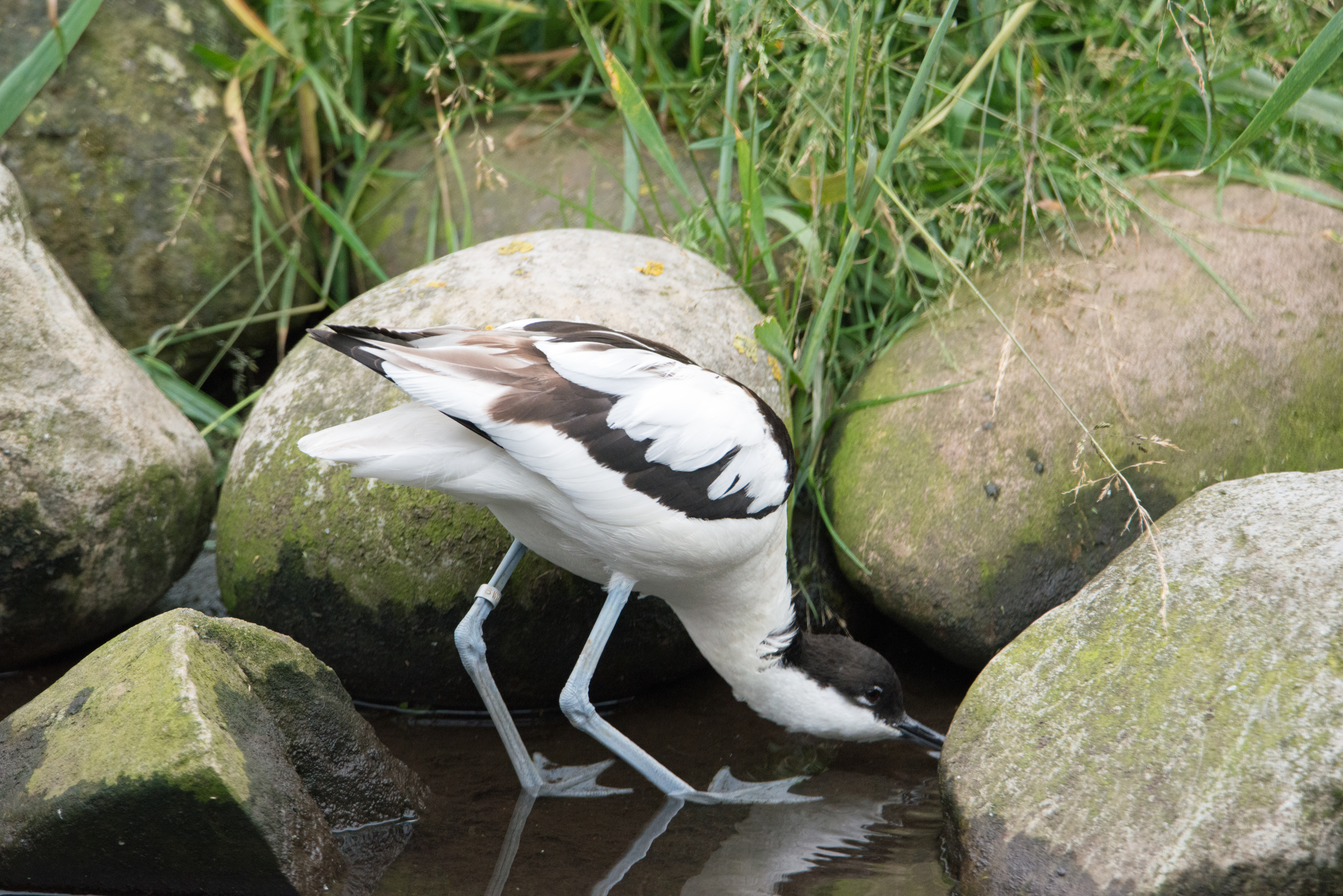 Avocet.jpg