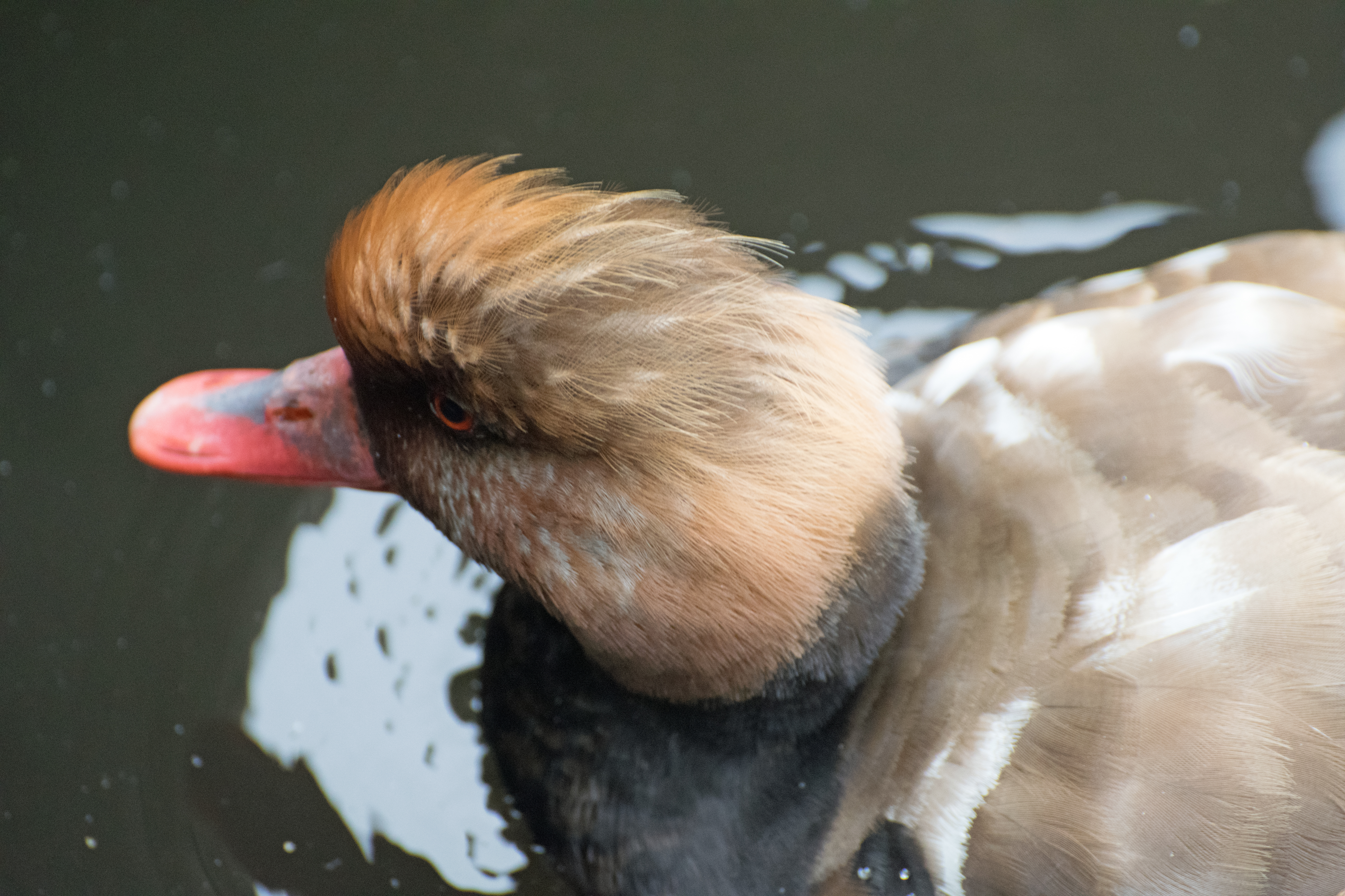 Red Crested Pochard.jpg