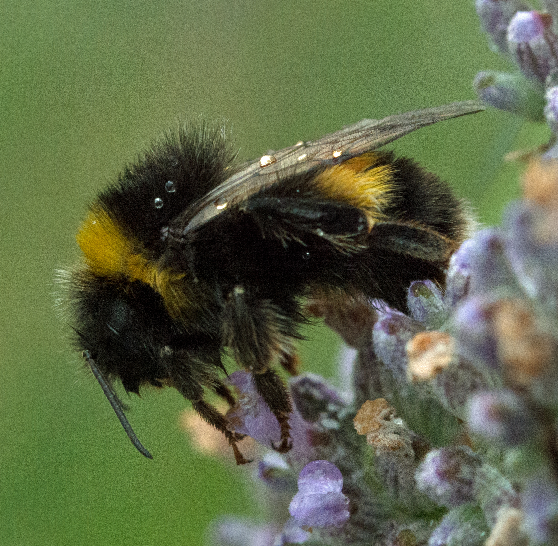 Bee and Droplets.jpg