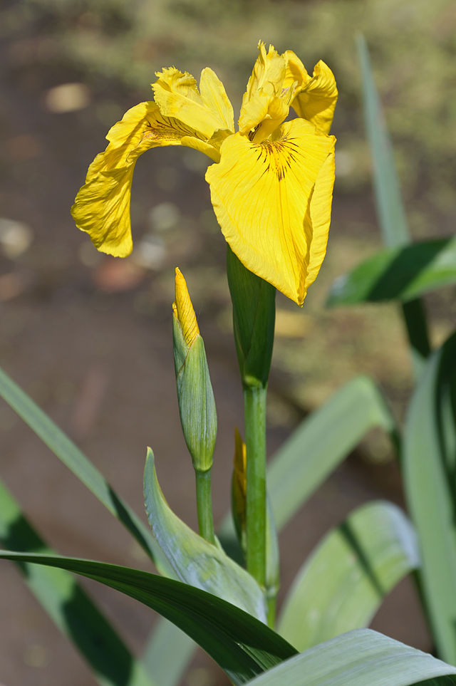Iris_pseudacorus_iris_des_marais.jpg