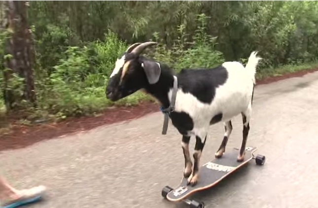skategoat.jpg