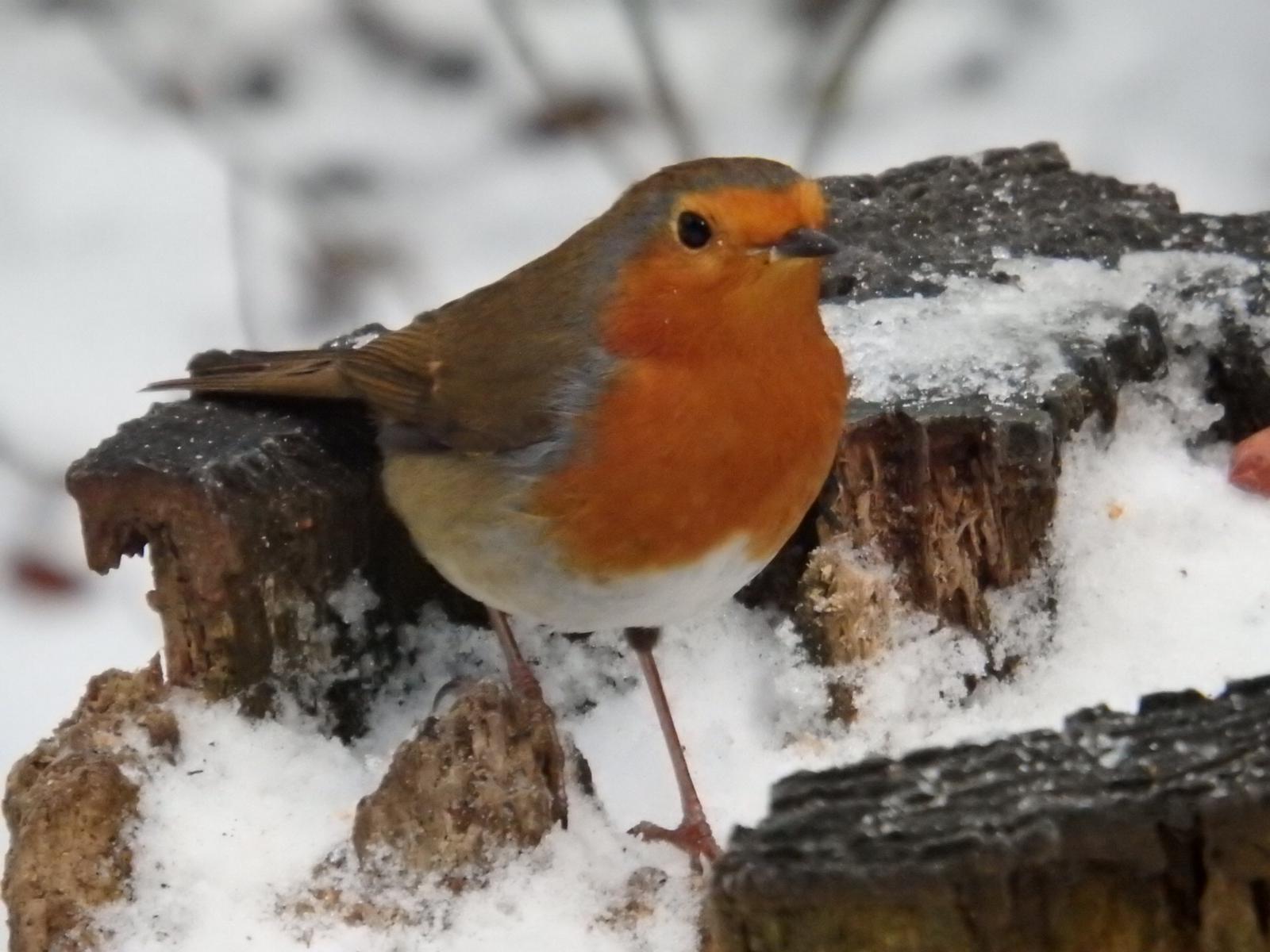IMG-20190203-WA0013.jpg