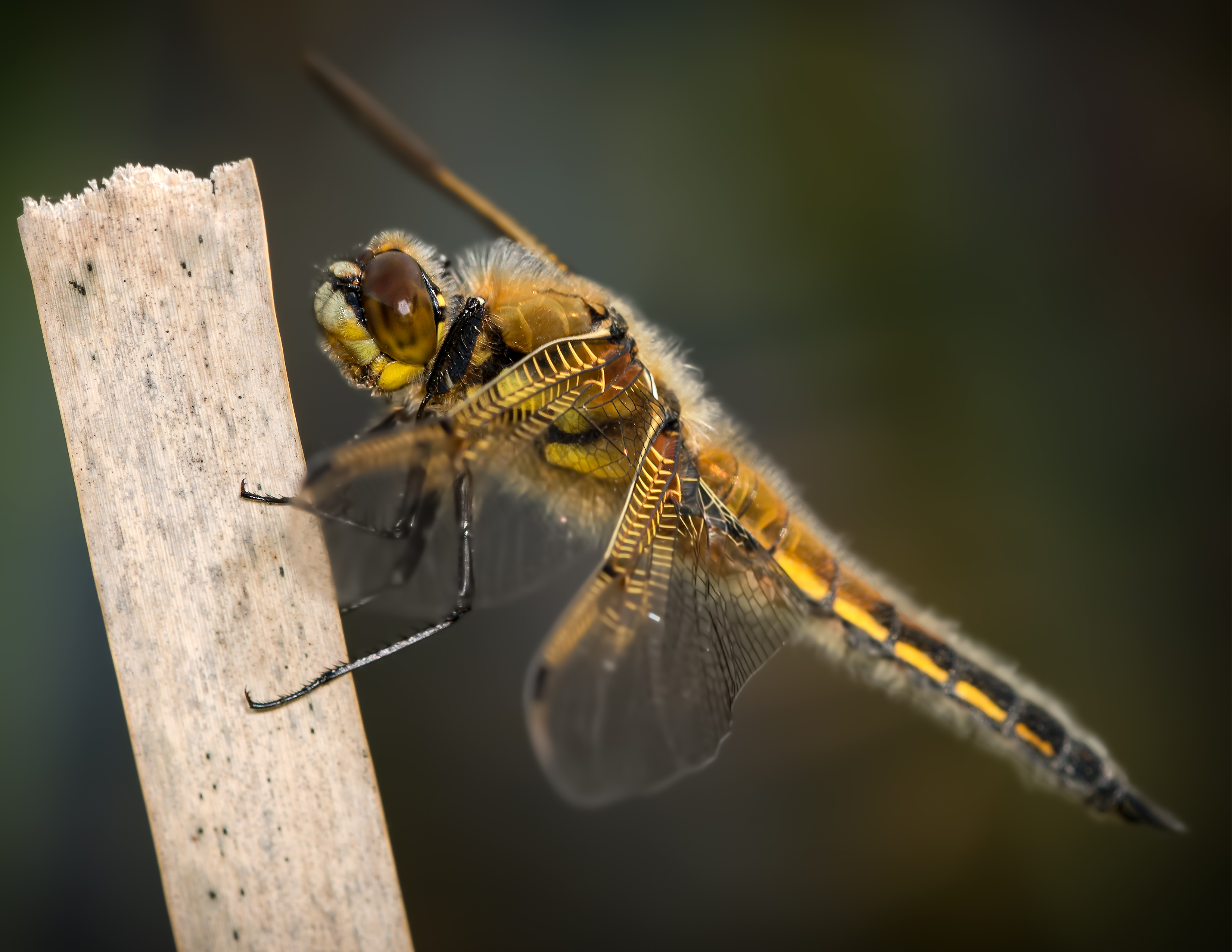 Broad Bodied Chaser2 copy.jpg