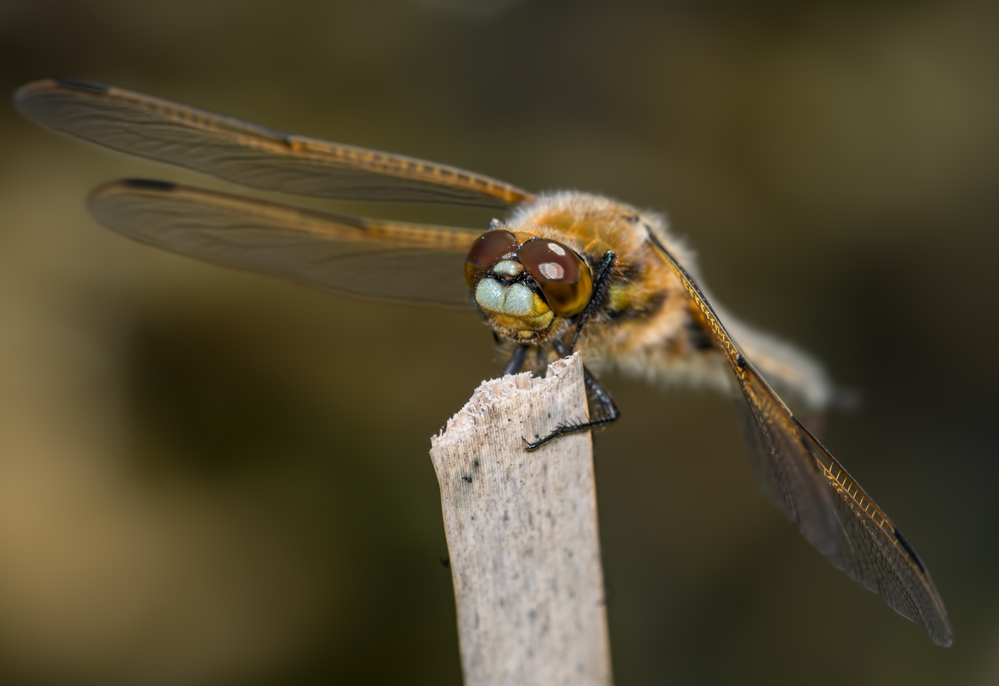 Broad Bodied Chaser1.jpg