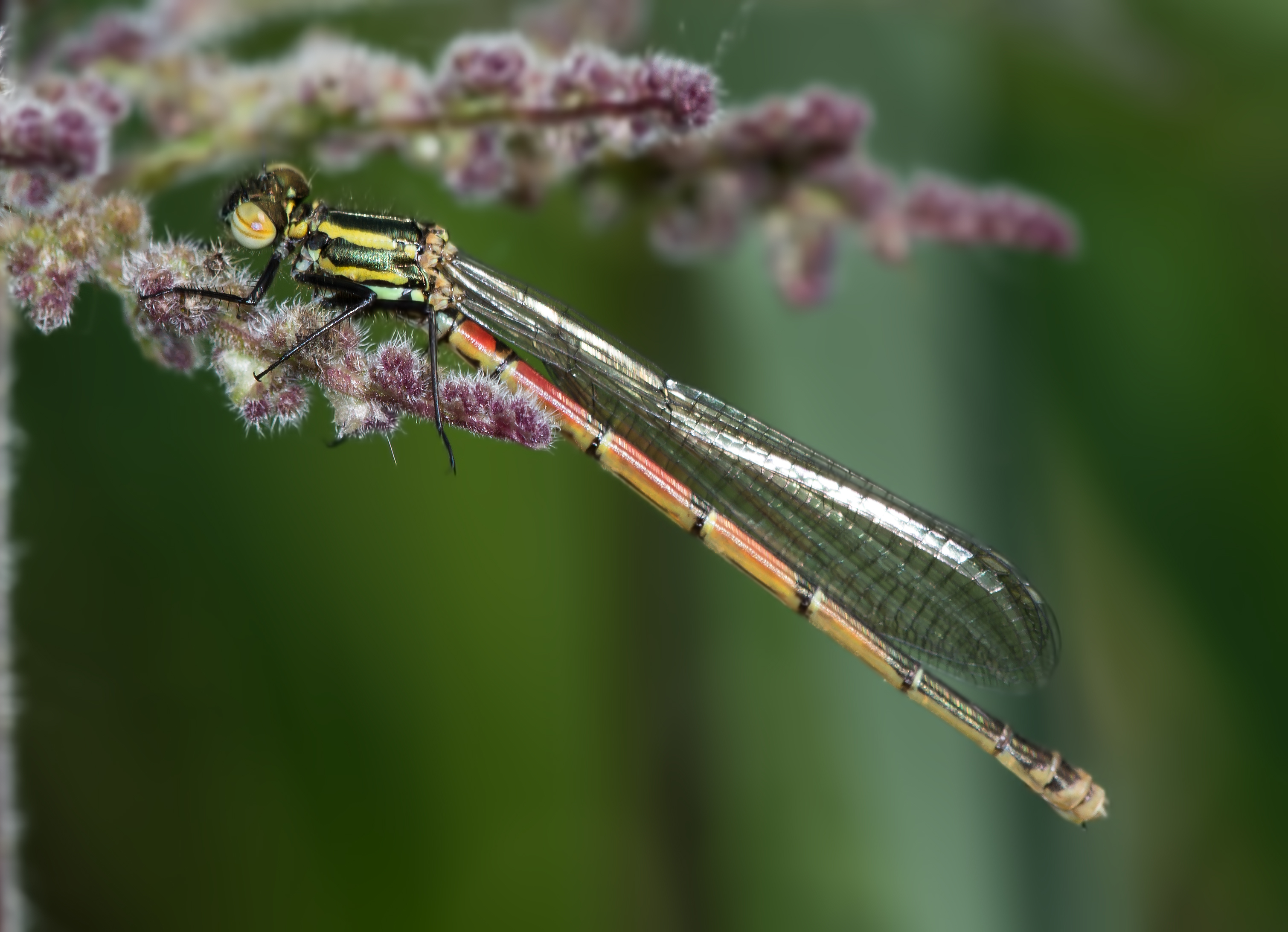 Damselfly on Nettle Flower.jpg