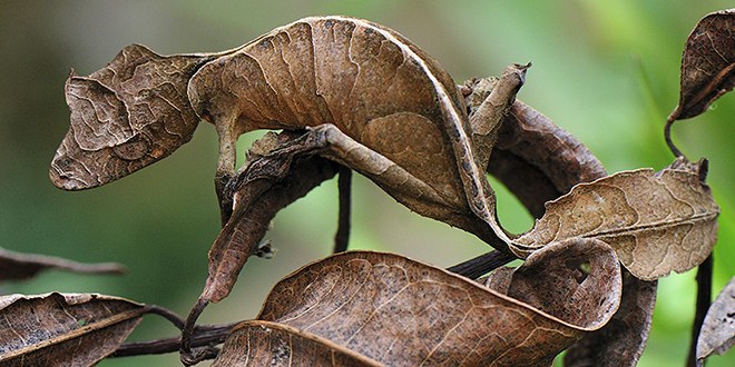 absurd-gecko-feat.jpg