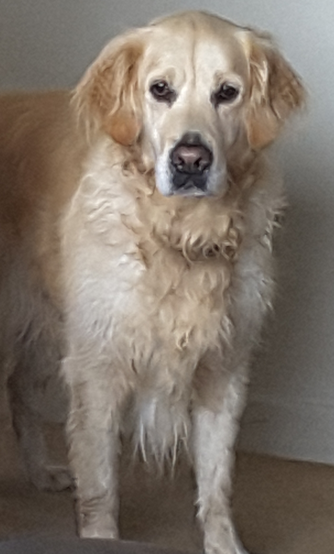 Mine is 8 year old now, love her to bits...keeps me sane!
