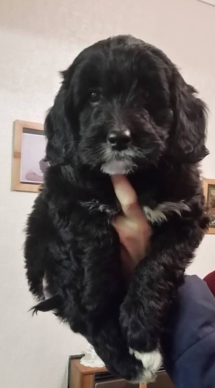 lola.jpg