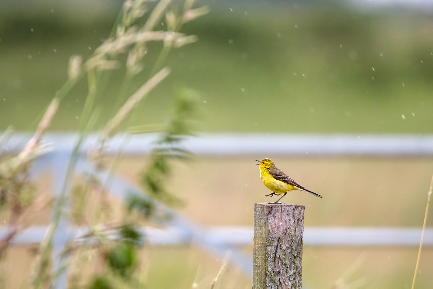 Yellow Wagtail