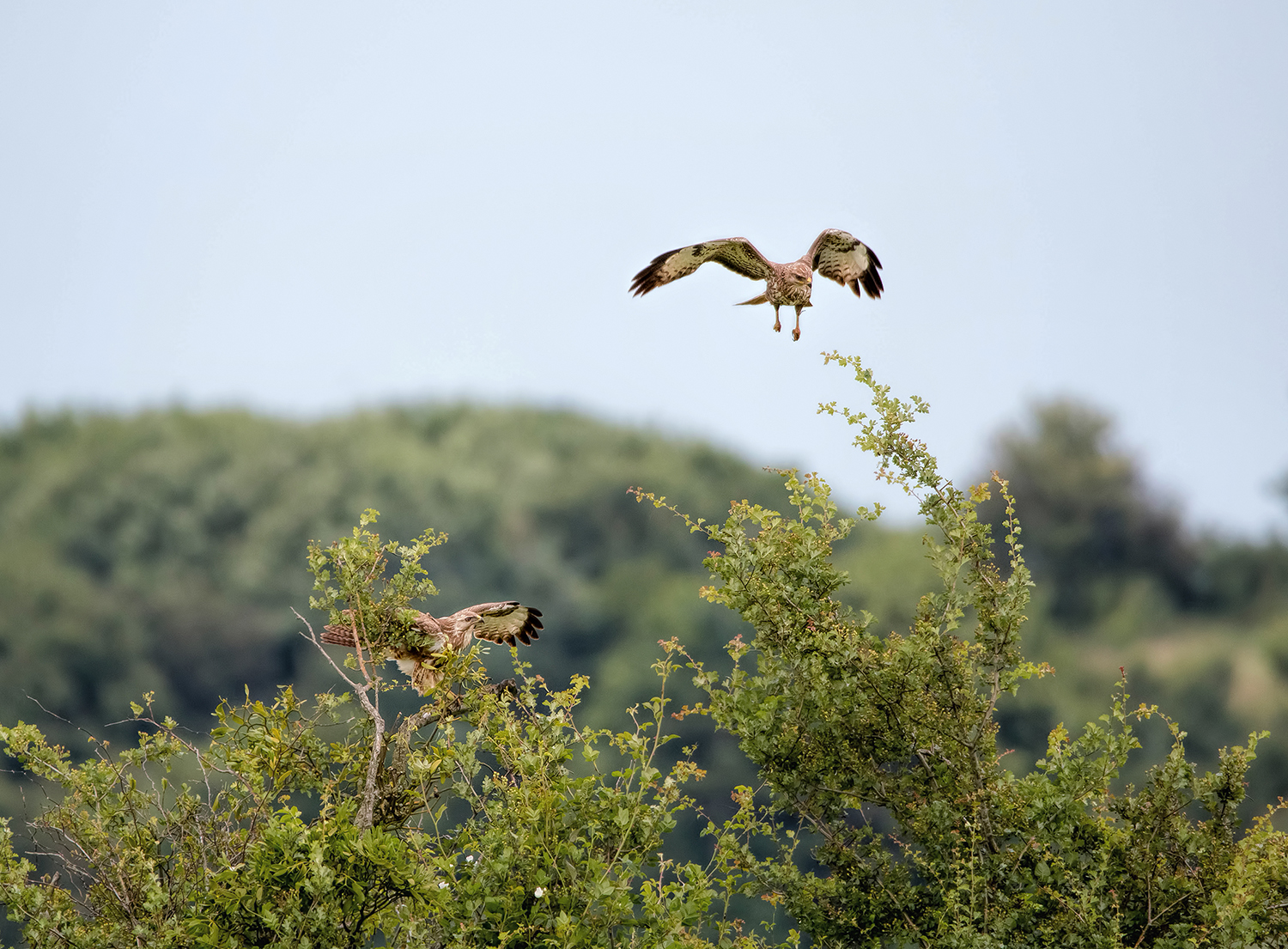 Pair of Osprey(?)