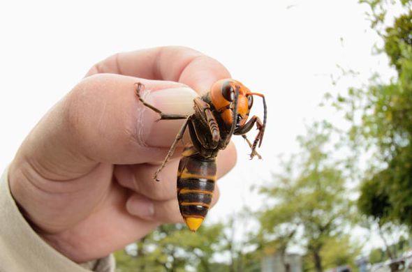 HORNET-903952.jpg